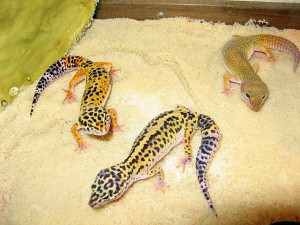 Emcularius